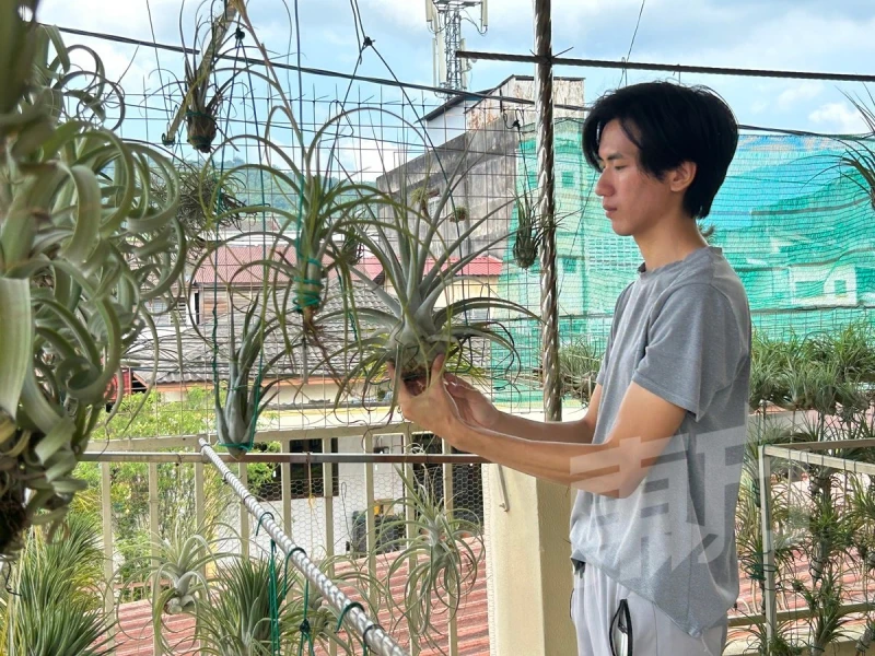 空氣草一生只開一次花　枯萎前分株繁殖續綻繽紛