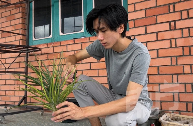 空氣草一生只開一次花　枯萎前分株繁殖續綻繽紛