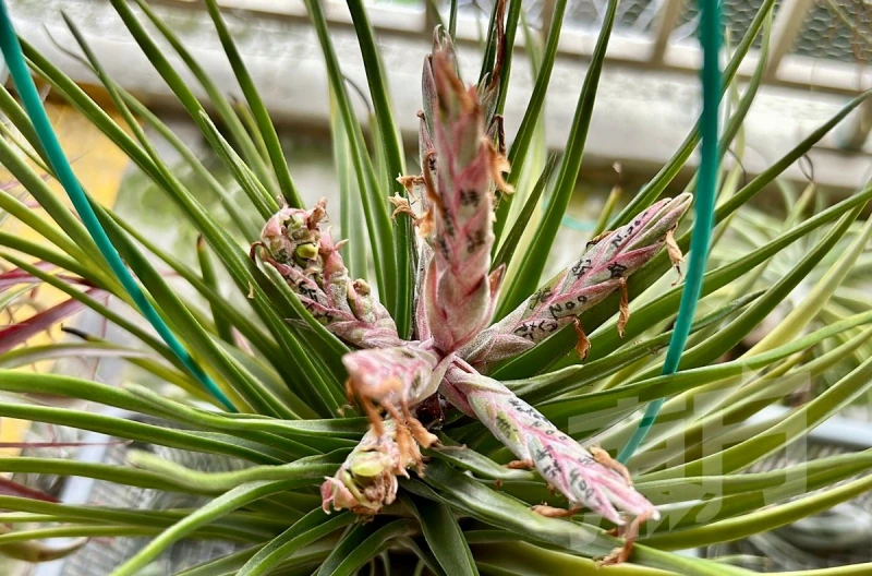 空氣草一生只開一次花　枯萎前分株繁殖續綻繽紛
