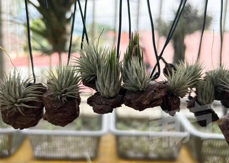 空氣草一生只開一次花　枯萎前分株繁殖續綻繽紛