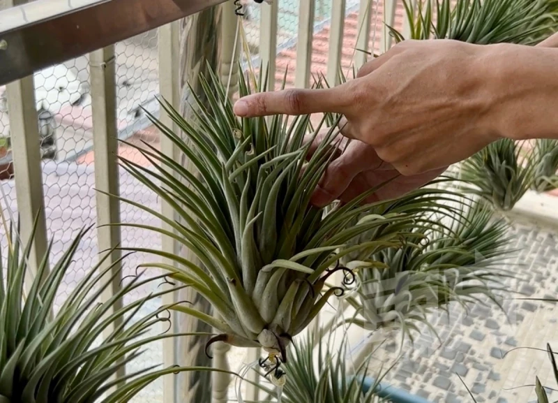 空氣草一生只開一次花　枯萎前分株繁殖續綻繽紛