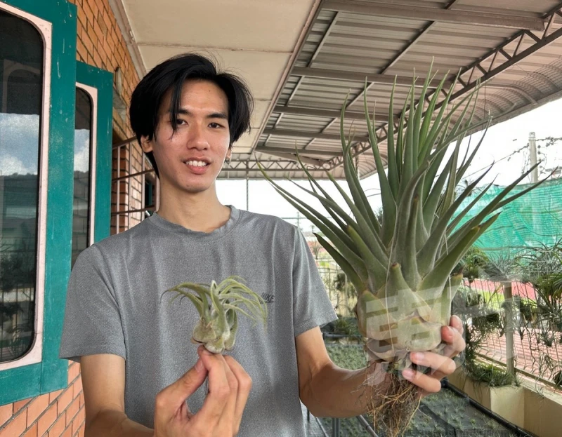 空氣草一生只開一次花　枯萎前分株繁殖續綻繽紛