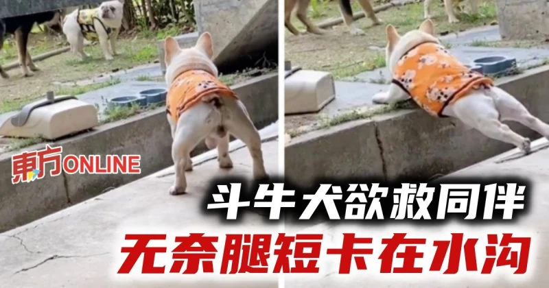 法國鬥牛犬欲救同伴　無奈腿短卡在水溝動彈不得