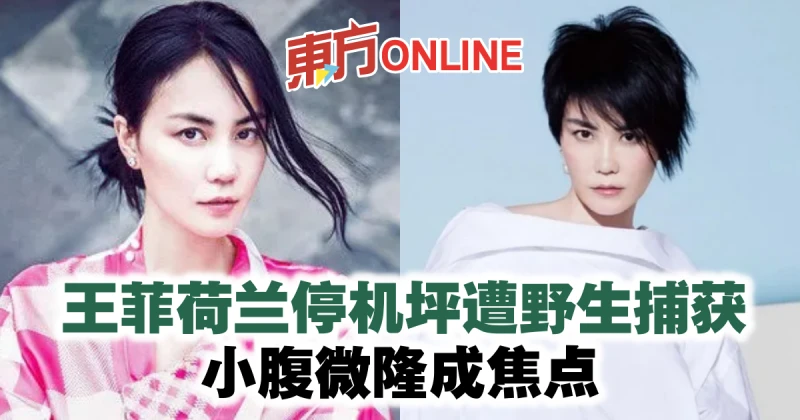 王菲荷蘭停機坪遭野生捕獲　小腹微隆成焦點