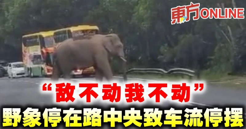 「敵不動我不動」　野象停在路中央致車流停擺