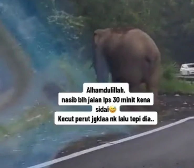 「敵不動我不動」　野象停在路中央致車流停擺