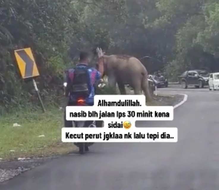 「敵不動我不動」　野象停在路中央致車流停擺