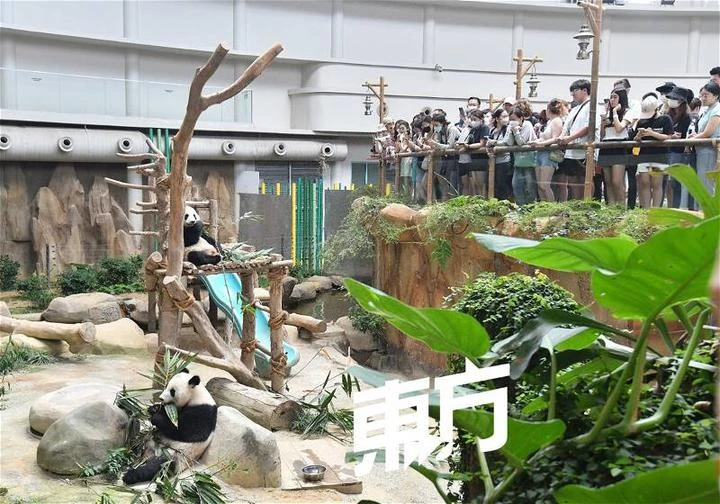 國家動物園希望大熊貓能再留多5年　羅斯里：最終取決於政府