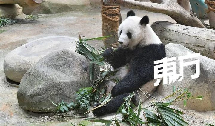 大馬飼養員對熊貓愛護有加　獲中國網民讚許