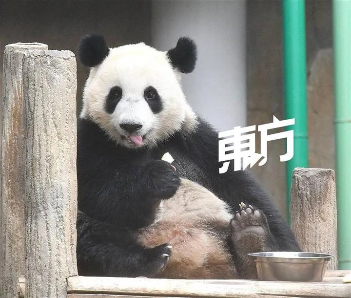 熊貓「誼誼」慢熱、「升誼」活潑