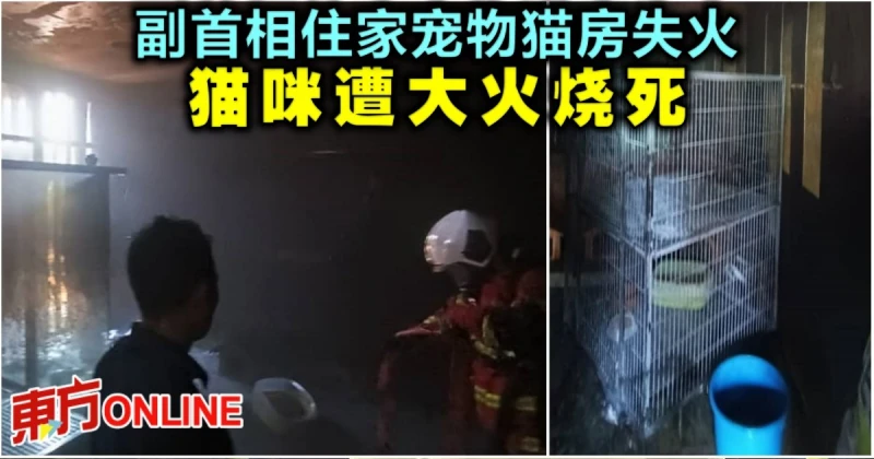 副首相住家寵物貓房失火　貓咪遭大火燒死
