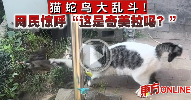 貓蛇鳥大亂斗　網民驚呼「這是奇美拉嗎？」