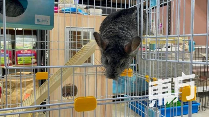 自幼愛養小動物獲父母支持追夢　18歲女生認真經營寵物咖啡館