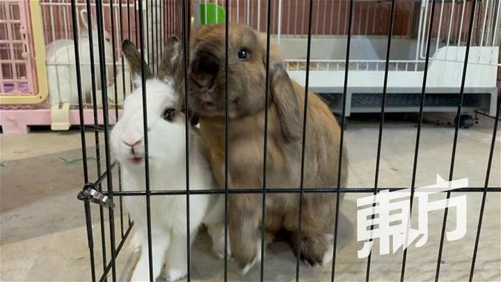 自幼愛養小動物獲父母支持追夢　18歲女生認真經營寵物咖啡館