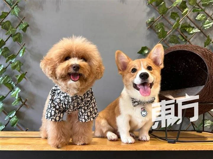 自幼愛養小動物獲父母支持追夢　18歲女生認真經營寵物咖啡館