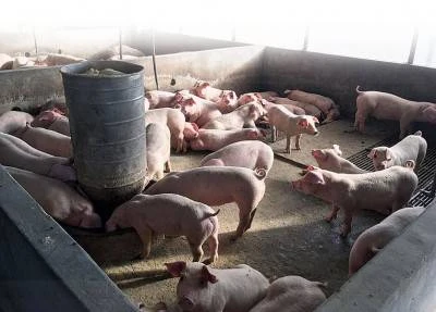 生豬漲至每100公斤RM1710　胡棟強促列豬肉為統製品