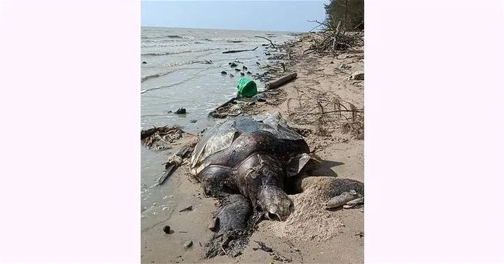 登州海龜死亡數量攀升　令人擔憂