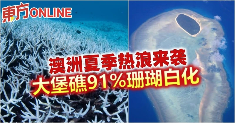 澳洲夏季熱浪來襲　大堡礁91%珊瑚白化