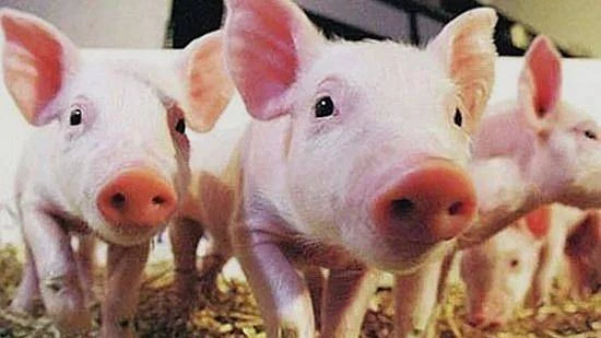 生豬供應不足三度調漲　餐飲業者或以雞肉取代貴豬