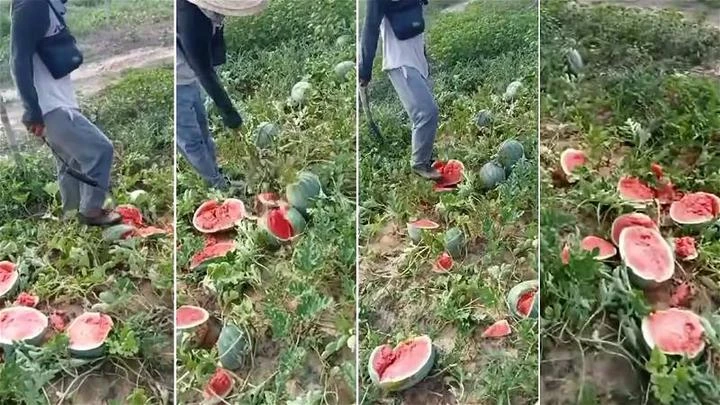 蔬果價格暴跌　農民為止血忍痛銷毀大批西瓜