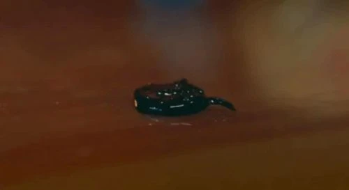 《蜘蛛俠2》或與下部漫威電影有關聯：揭示毒液劇情