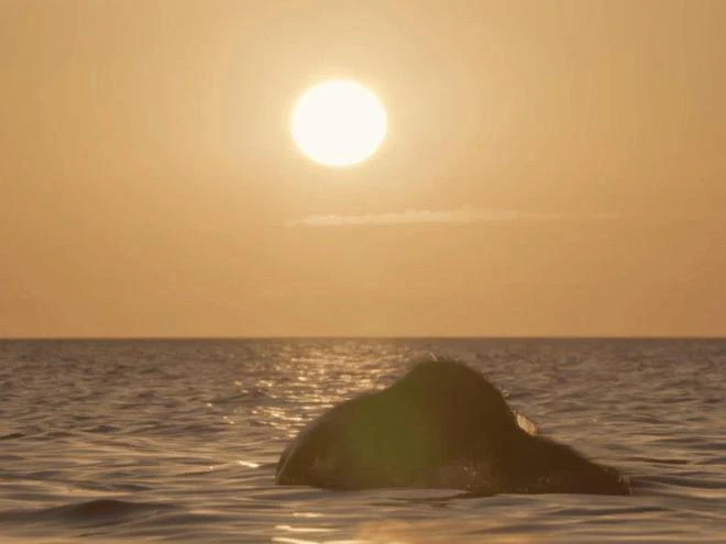 為了看看《小美人魚》到底多爛，我提前申請了工傷