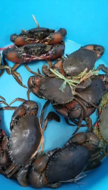 大馬2022年產1萬6074噸螃蟹　總監：養殖僅占334噸