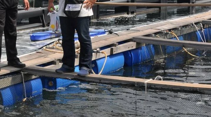 厄爾尼諾現象衝擊水產養殖業 漁業局或供魚苗援助