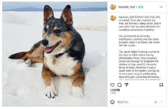 《荒野大鏢客2》中的狗狗凱恩去世 動畫師發文悼念