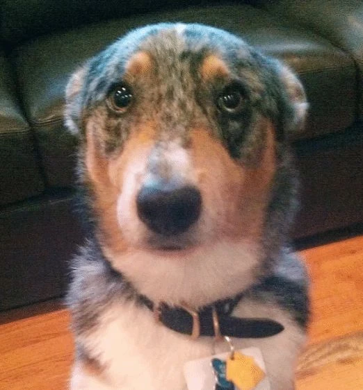 《荒野大鏢客2》中的狗狗凱恩去世 動畫師發文悼念