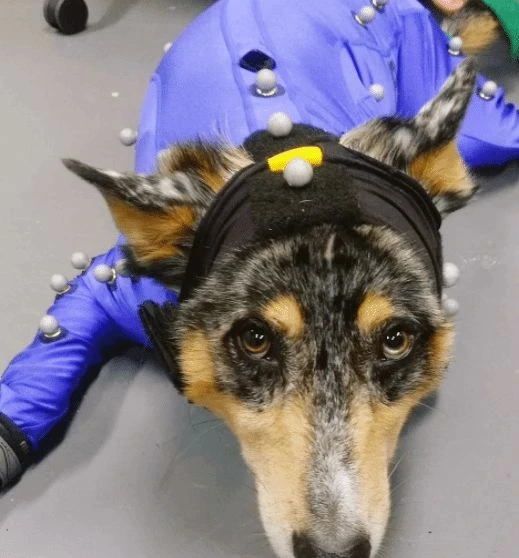 《荒野大鏢客2》中的狗狗凱恩去世 動畫師發文悼念