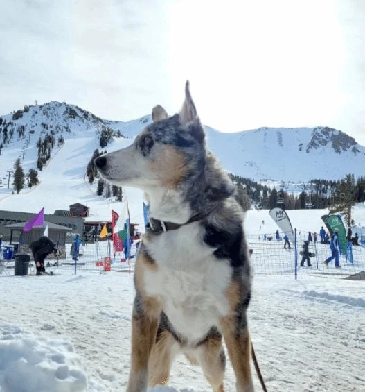 《荒野大鏢客2》中的狗狗凱恩去世 動畫師發文悼念