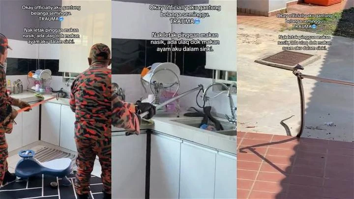 以為丈夫買了鰻魚放水槽 女子驚見眼鏡蛇在吃雞!