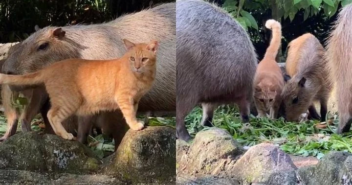 Oyen魅力無法擋　國家動物園「看貓」訪客增