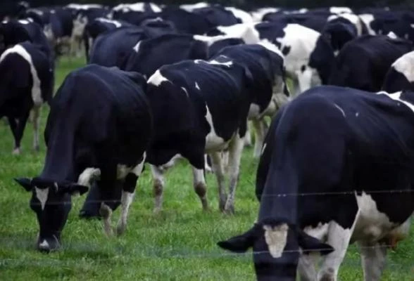 活牛出口印尼驗出牛結節疹 大馬暫凍結進口澳洲活牛