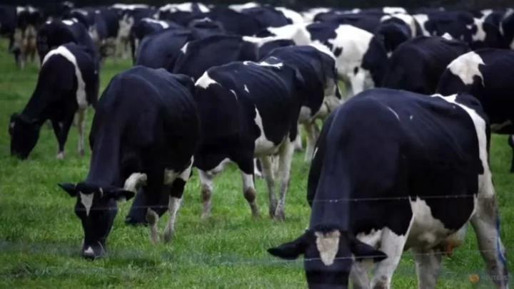 活牛出口印尼驗出牛結節疹 大馬暫凍結進口澳洲活牛