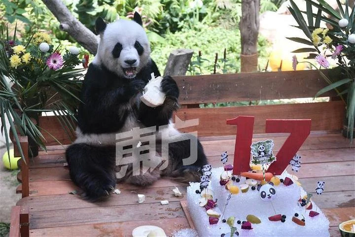 大熊貓興興靚靚今迎17歲生日