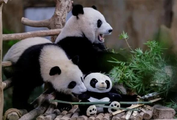 熊貓誼誼、升誼829送回中國