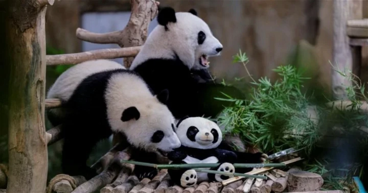 熊貓誼誼、升誼829送回中國