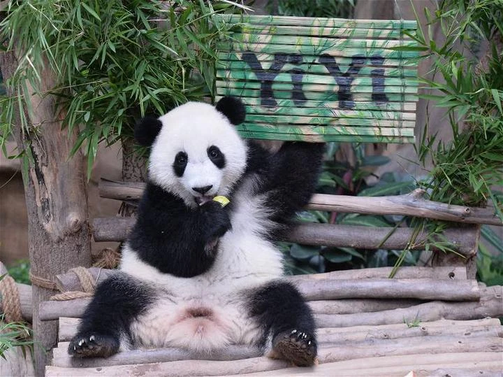 熊貓誼誼、升誼829送回中國