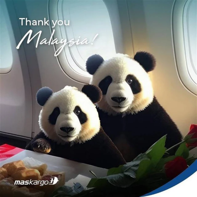 熊貓幼崽「誼誼」「升誼」829離馬　眾多網民不舍