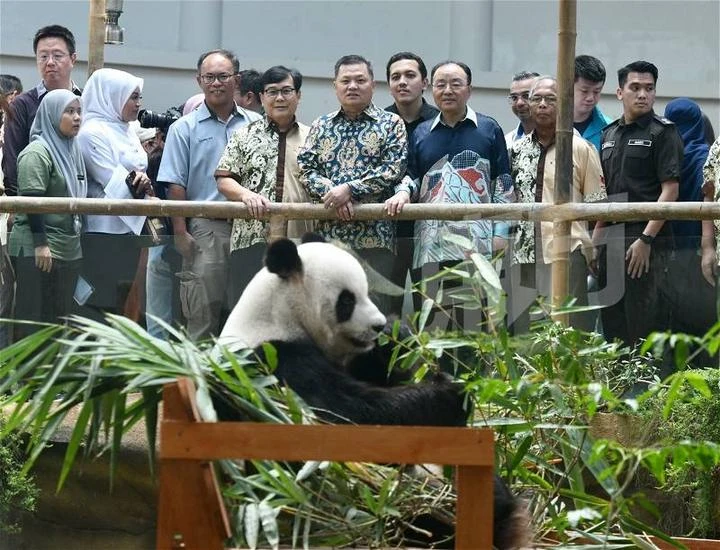 「誼誼」「升誼」歡送會　范長錫：熊貓象徵馬中友好關係