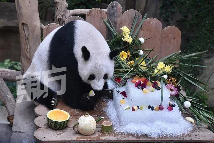 中國政府認證　大馬國家動物園全球最佳熊貓飼養者