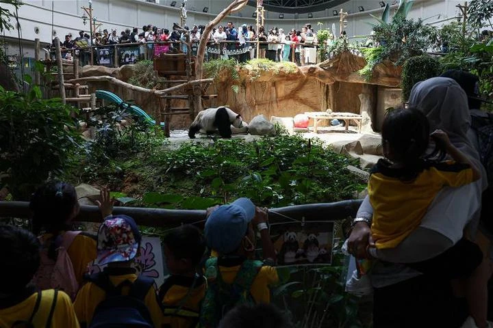 中國政府認證　大馬國家動物園全球最佳熊貓飼養者