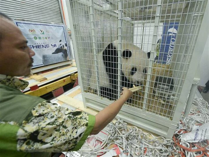中國政府認證　大馬國家動物園全球最佳熊貓飼養者