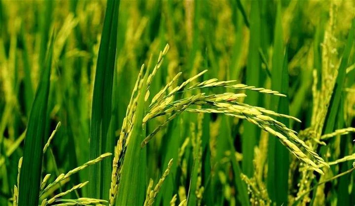 【獨家】本地米欠收進口米漲價掀恐慌？　下月稻米產期有望穩定需求