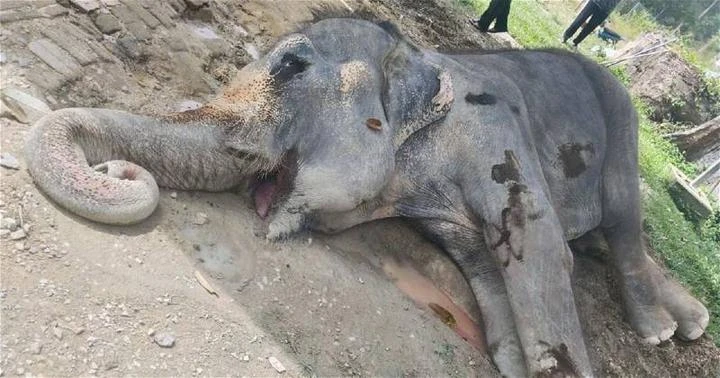 大馬86歲最長壽大象逝世