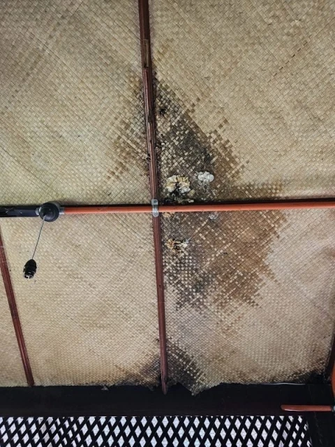 比南利故居紀念館屋頂失修　萊士雅丁：比南利靈魂看到也會哭