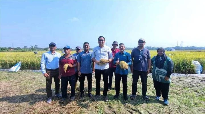 甲政府計劃栽種高品質種子稻米　提供自供量