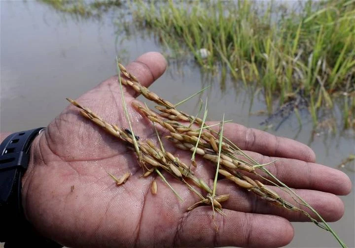 農糧部調整稻穀頂價至每20公斤45令吉